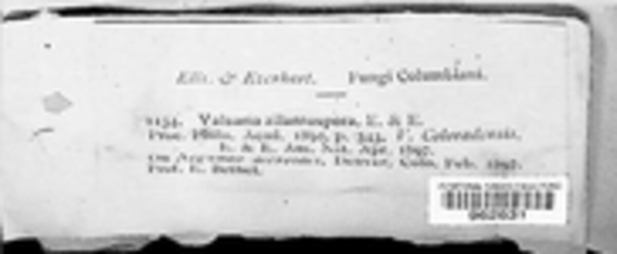 Pseudovalsaria allantospora image